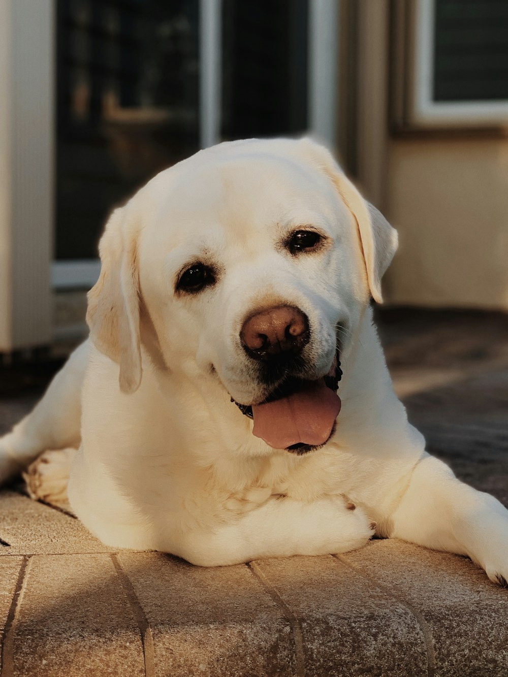 白いショートコートの犬が微笑んでいる