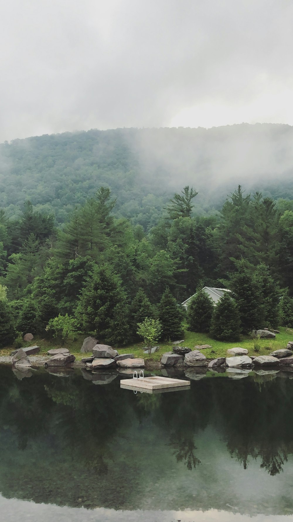 green trees near body of water during daytime