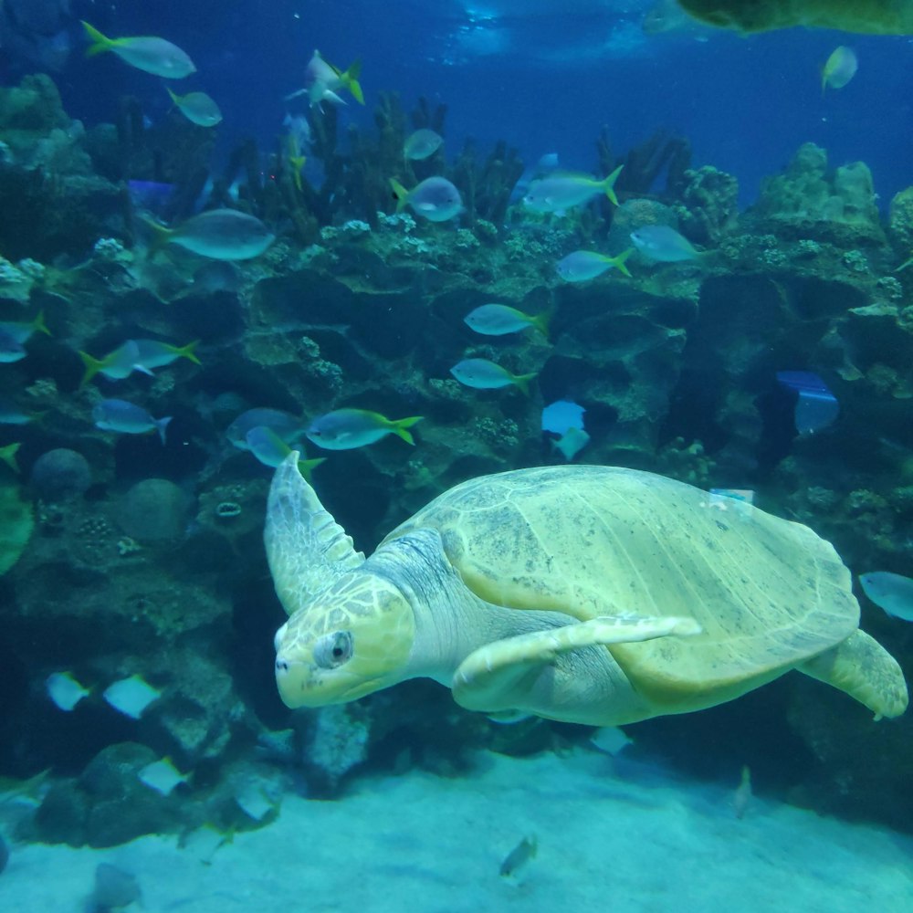 sea turtle and school of fish in tank