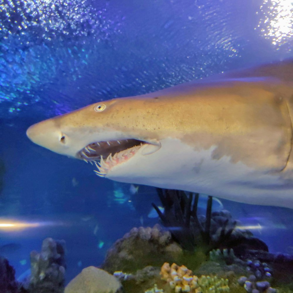 gray shark on sea