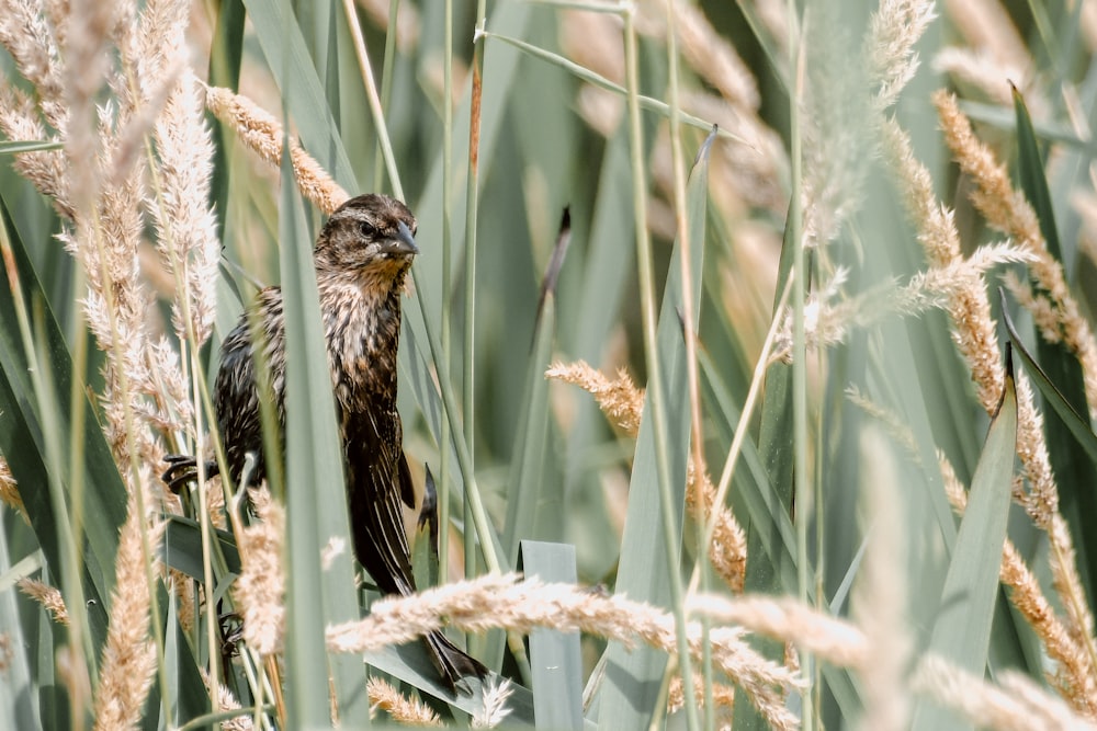 brown bird on rice wheat