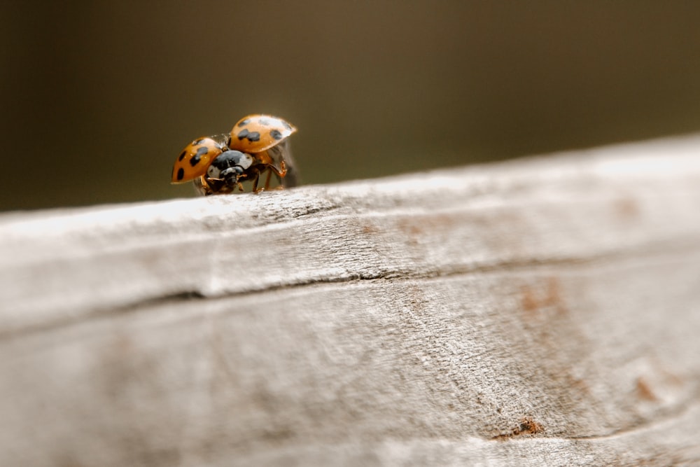 brown beetles on selective focusphotography