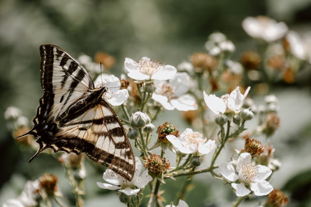 brown and white butterfly on white petaled flower