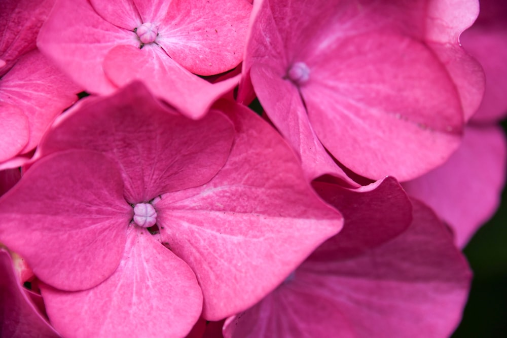 pink-petaled flower