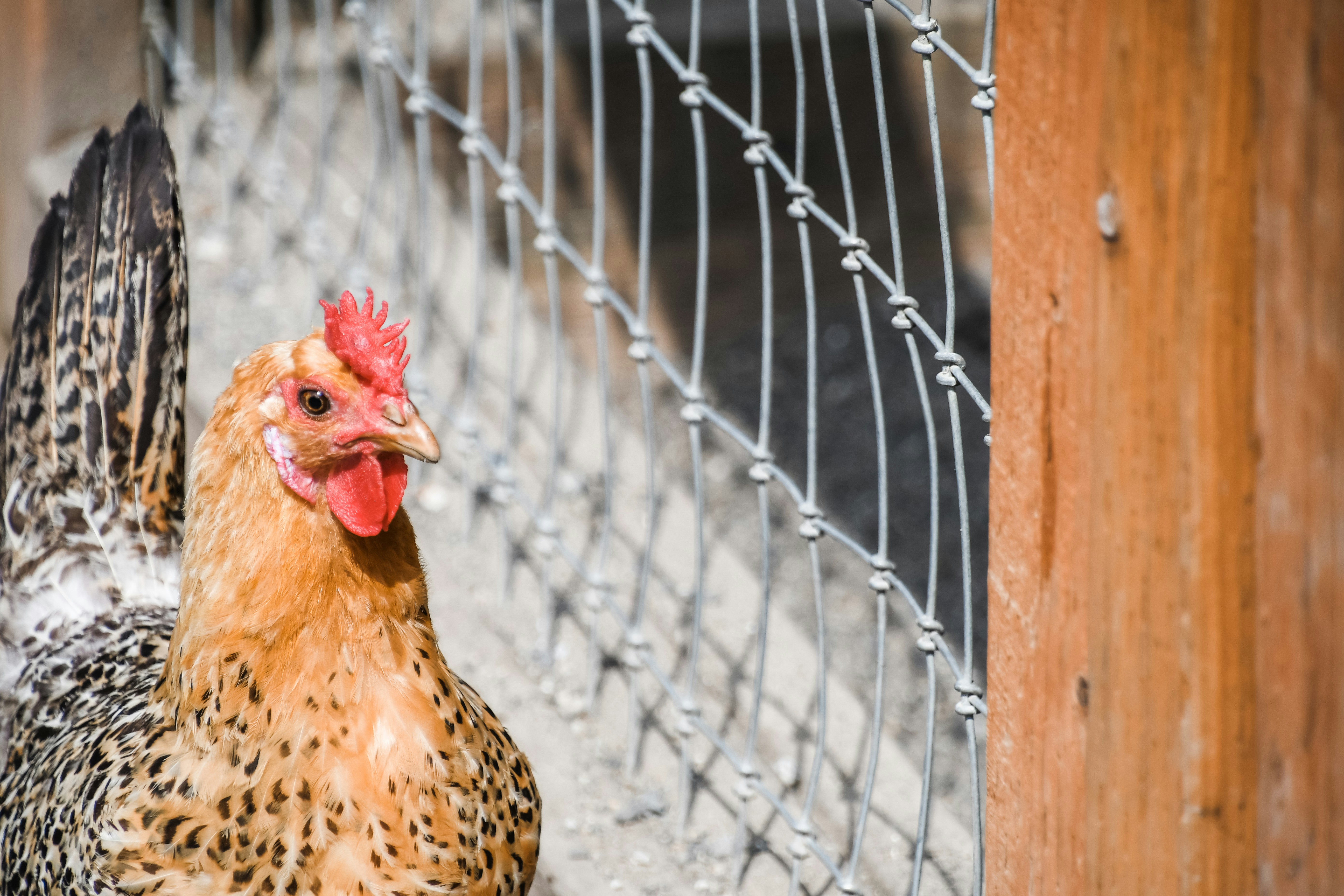 Chicken excited to be out of the coop