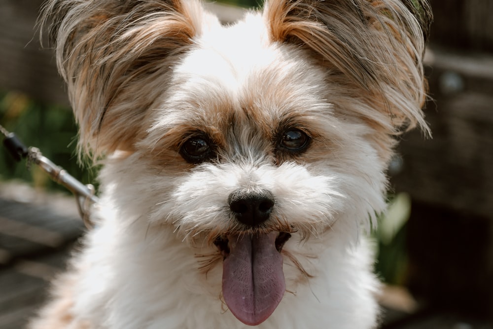 white and brown puppy sticking its tongue out