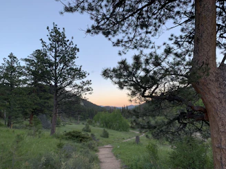 A serene moonlit forest path bathed in soft silver and deep indigo hues, evoking peaceful nighttime calm.