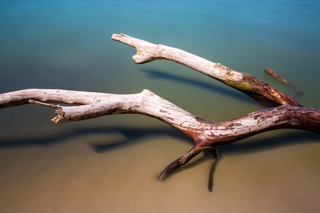 brown driftwood floating in water