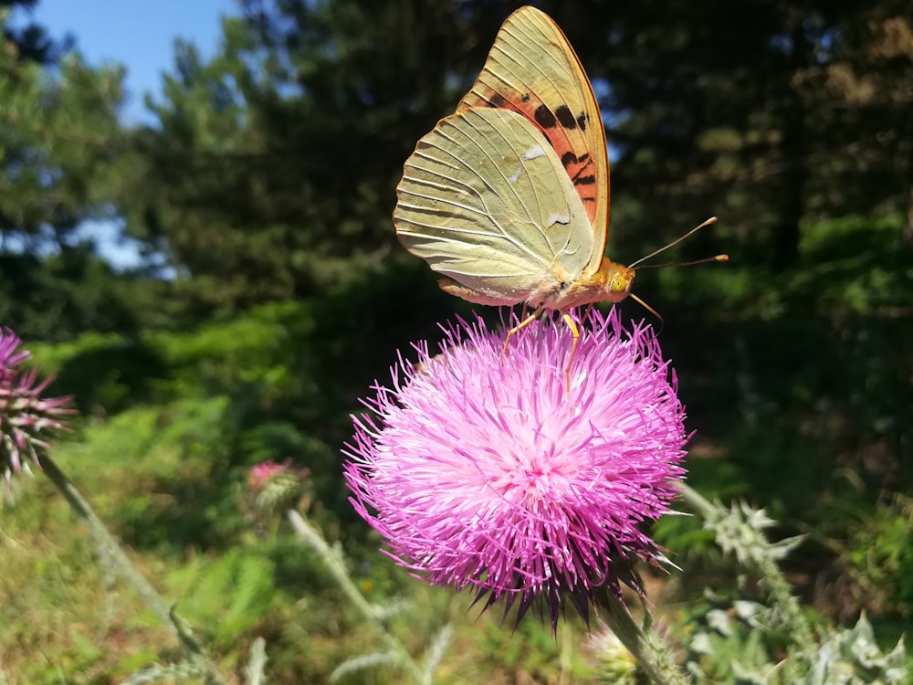 butterfly on flower close-up photography