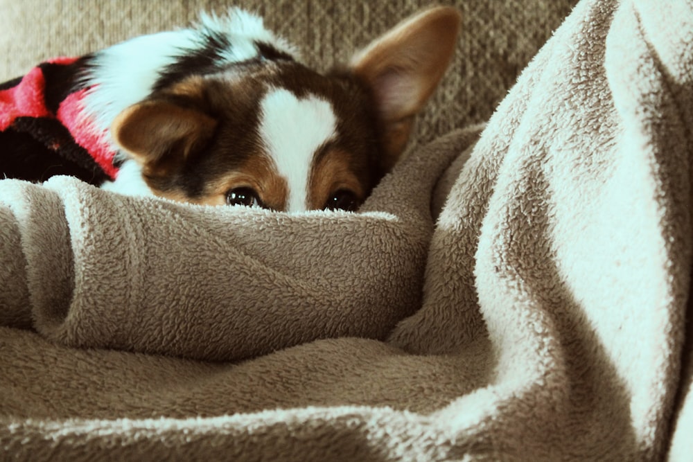 white and brown short-coated dog near brown blanket