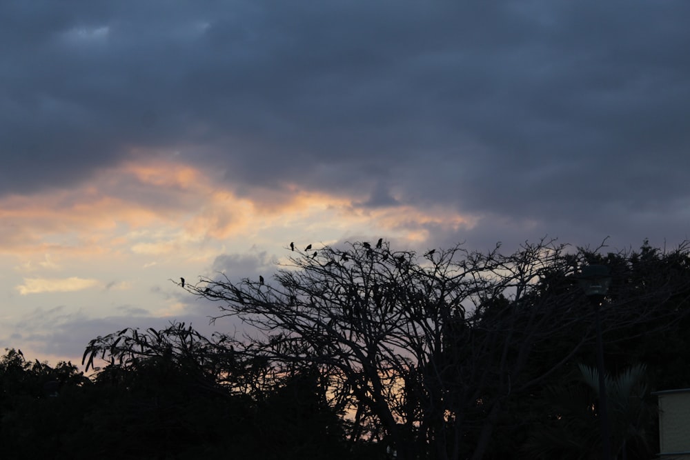 silhouette of trees under cloudy sky during daytime