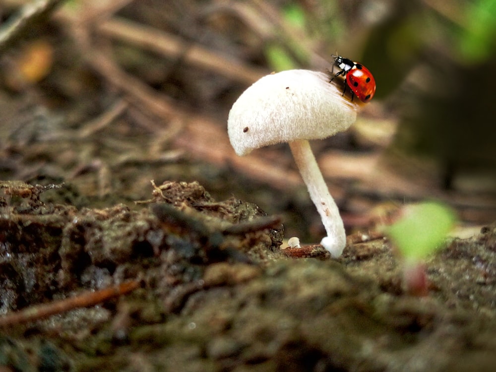 ladybug on mushroom