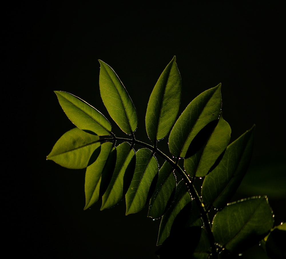 green-leafed plant