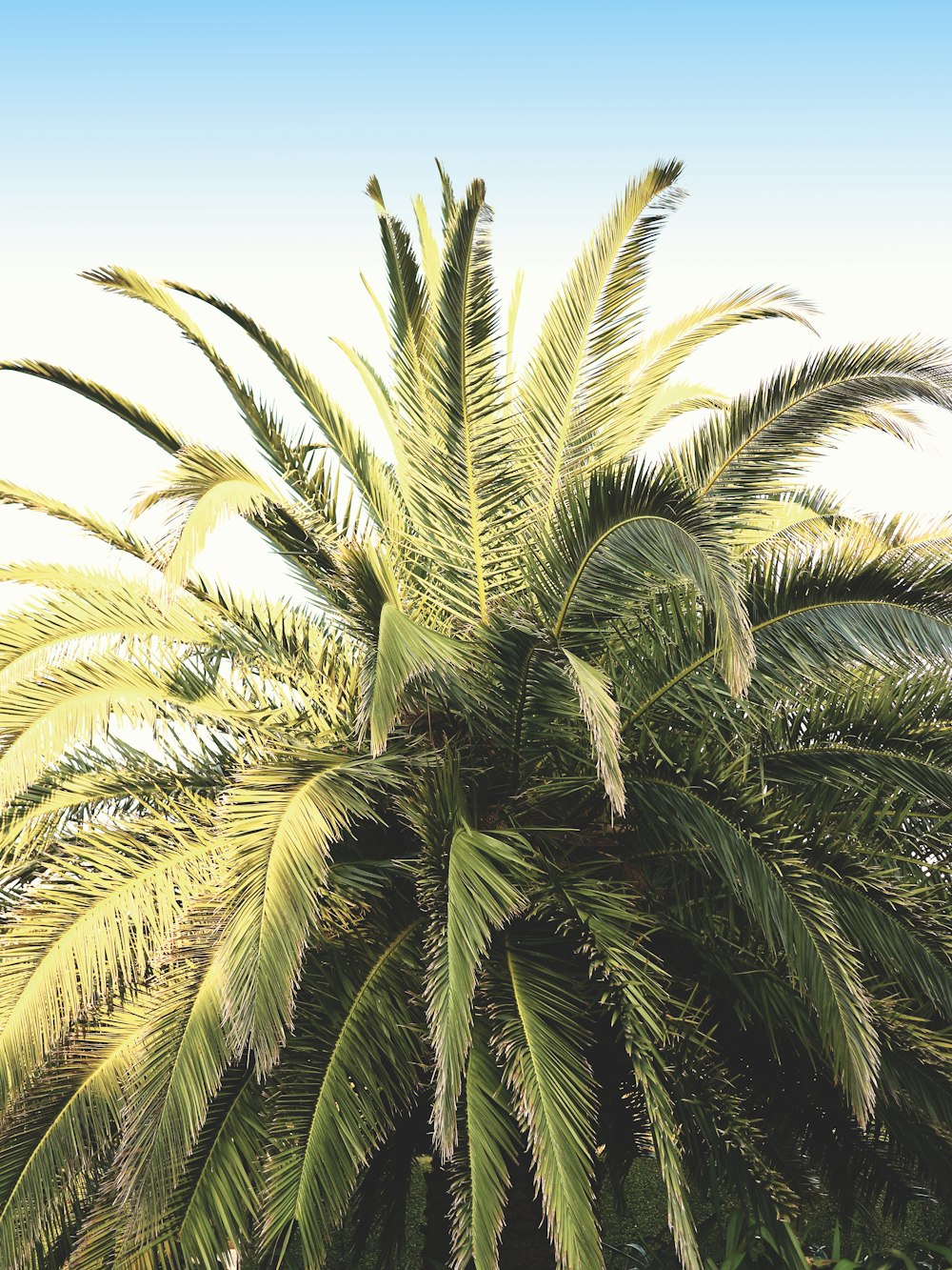 green sago palm plant