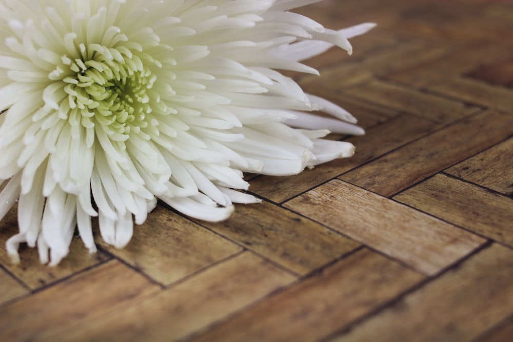 white cluster flower