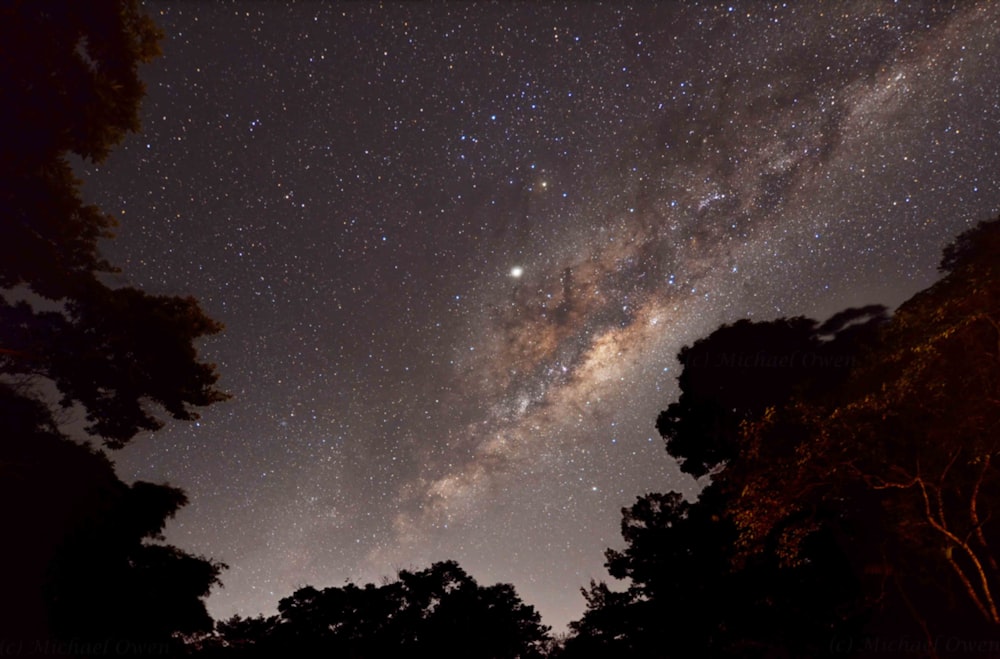 silhouette of trees under starry night