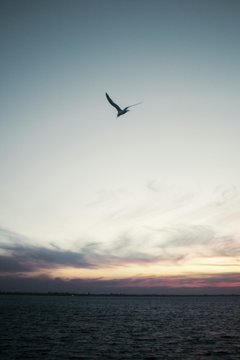 silhouette of bird flying above sea during golden hour