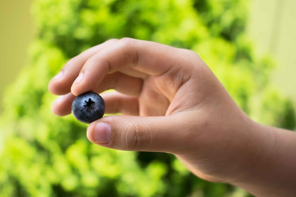 person holding black fruit