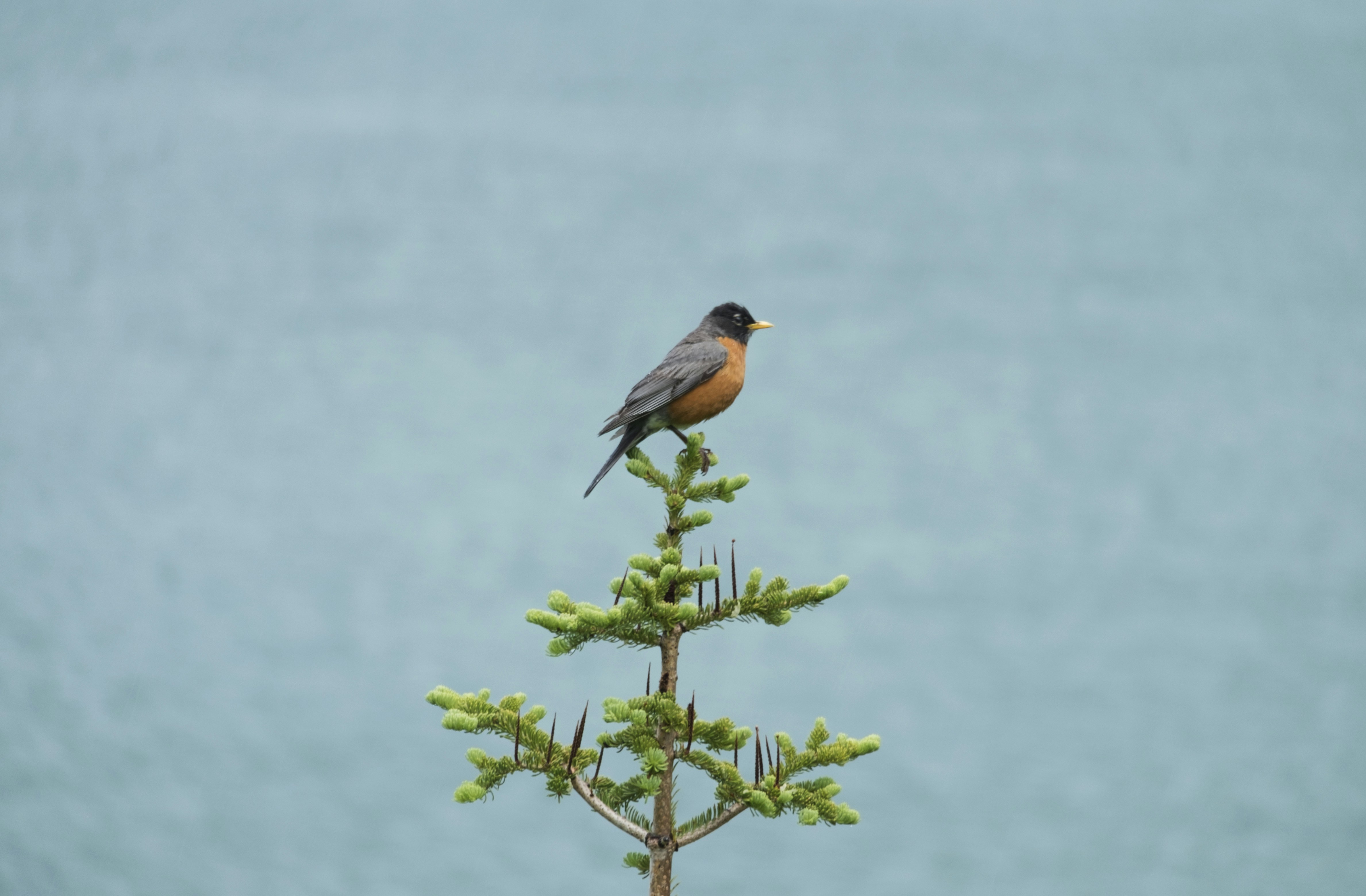 gray and orange bird perched on green tree