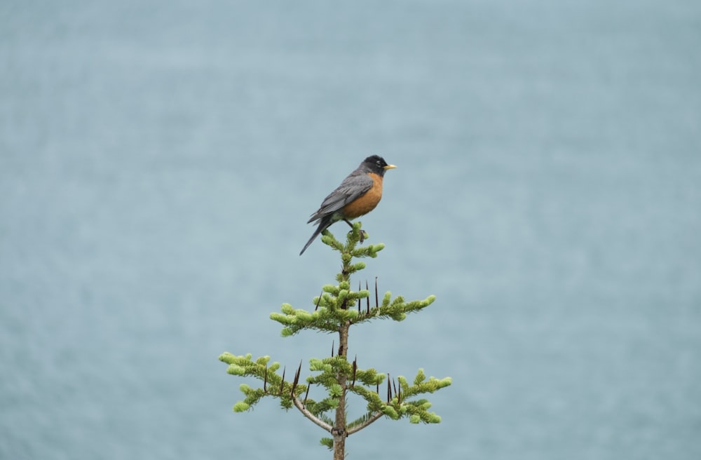 緑の木にとまっている灰色とオレンジ色の鳥