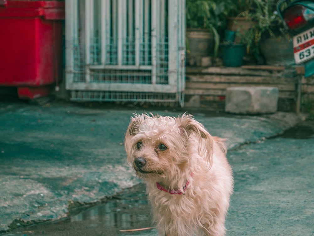 long-coated tan dog