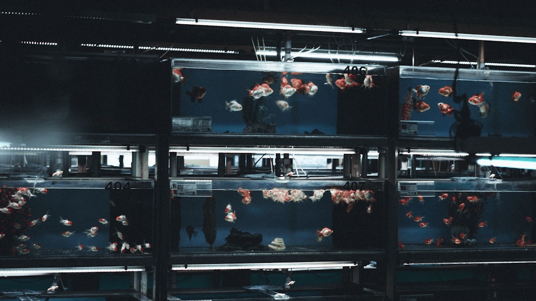 Aquarium fish in healthy tank