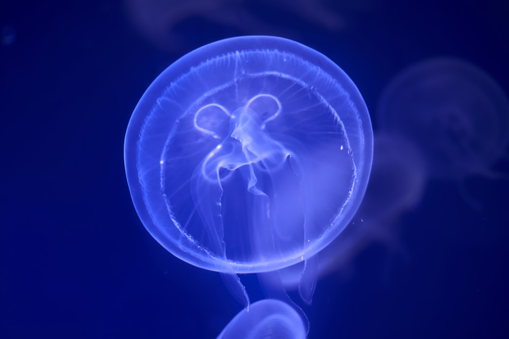 Medusa blu