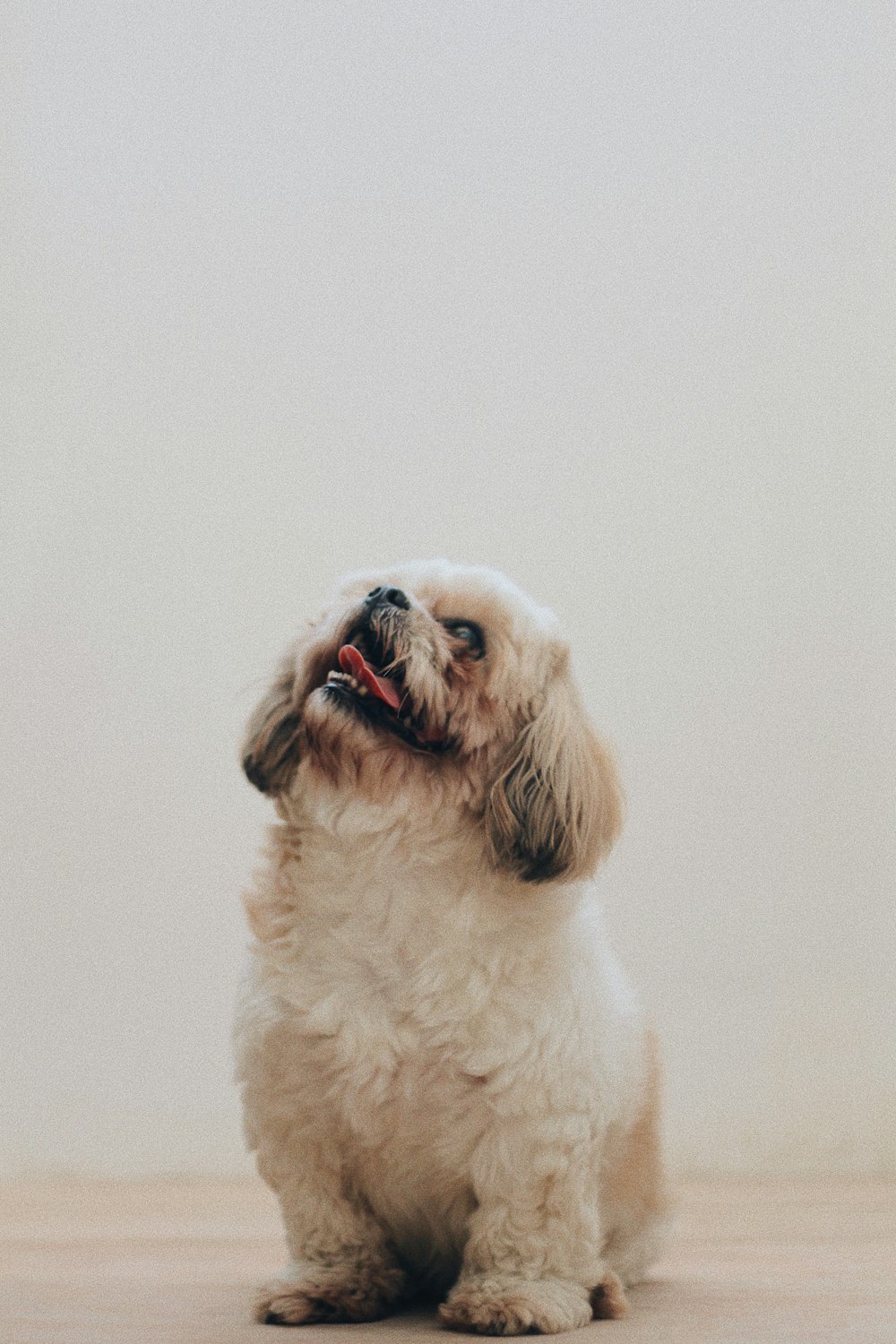 short-coated white dog near wall