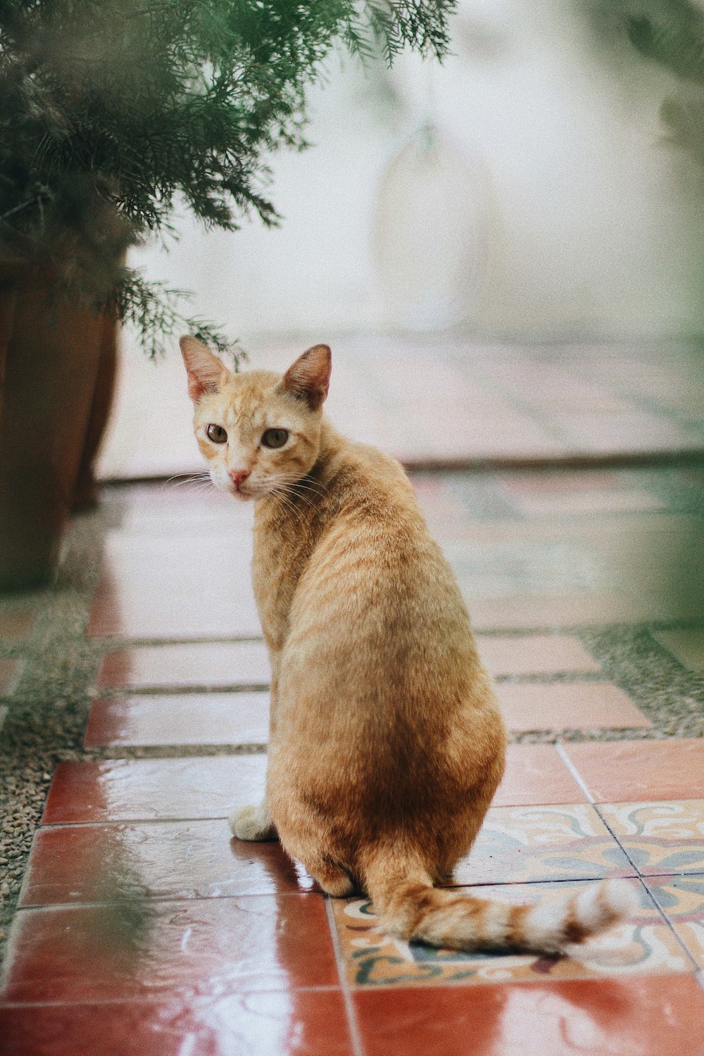 orange tabby cat