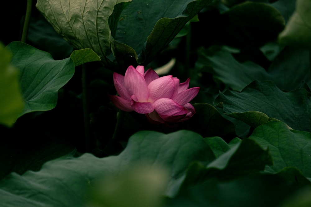 Rosa Lotusblume