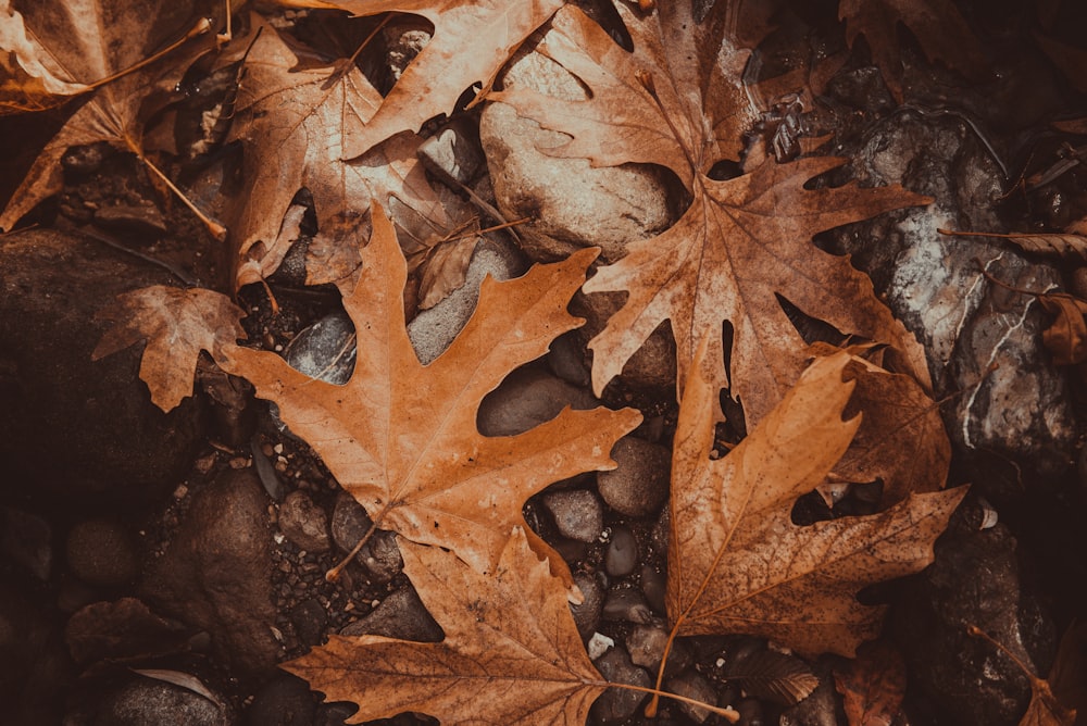 brown leaves