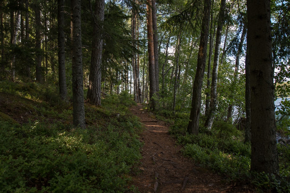 Sentier entre les arbres pendant la journée