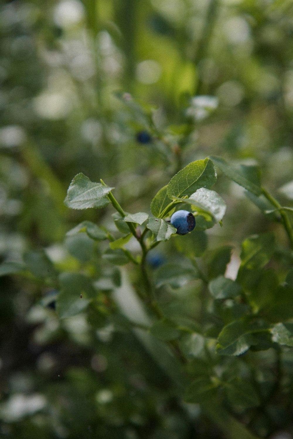 Selektive Fokusfotografie von Heidelbeeren