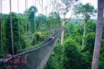 woman walking on hanging bridge