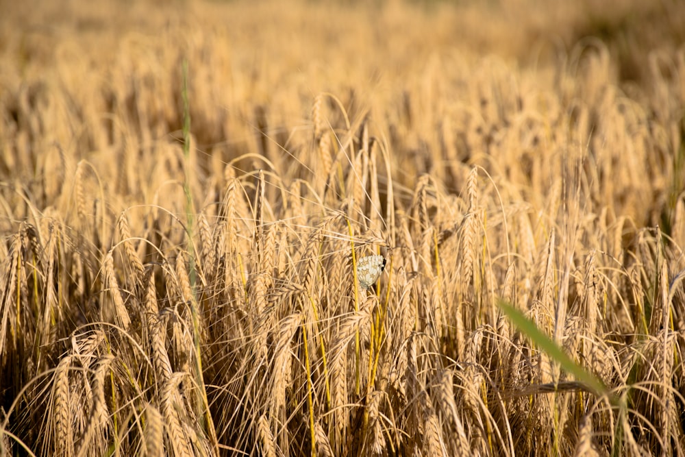 brown field