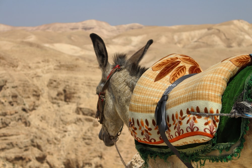 donkey with multicolored saddle