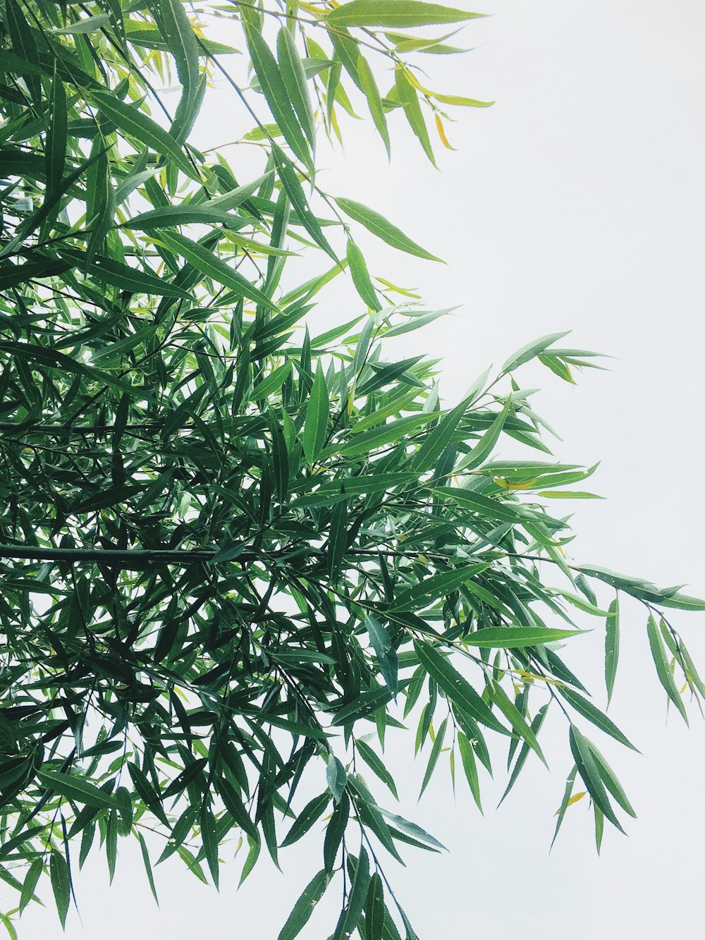 hojas verdes de bambú