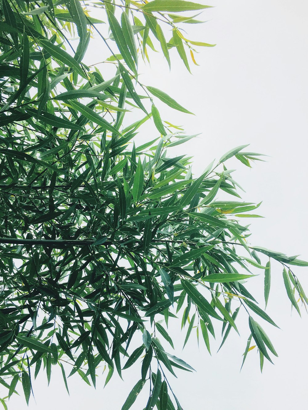 green bamboo leaves