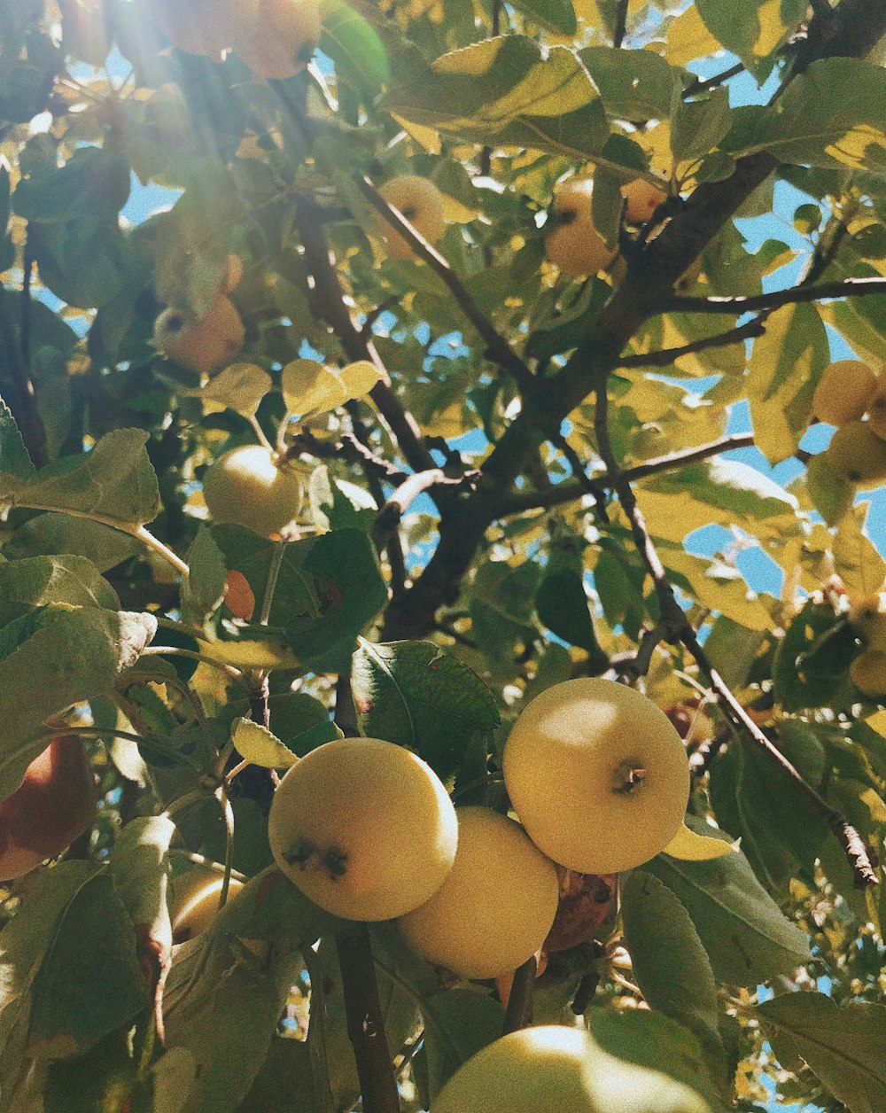 round yellow fruits in tree