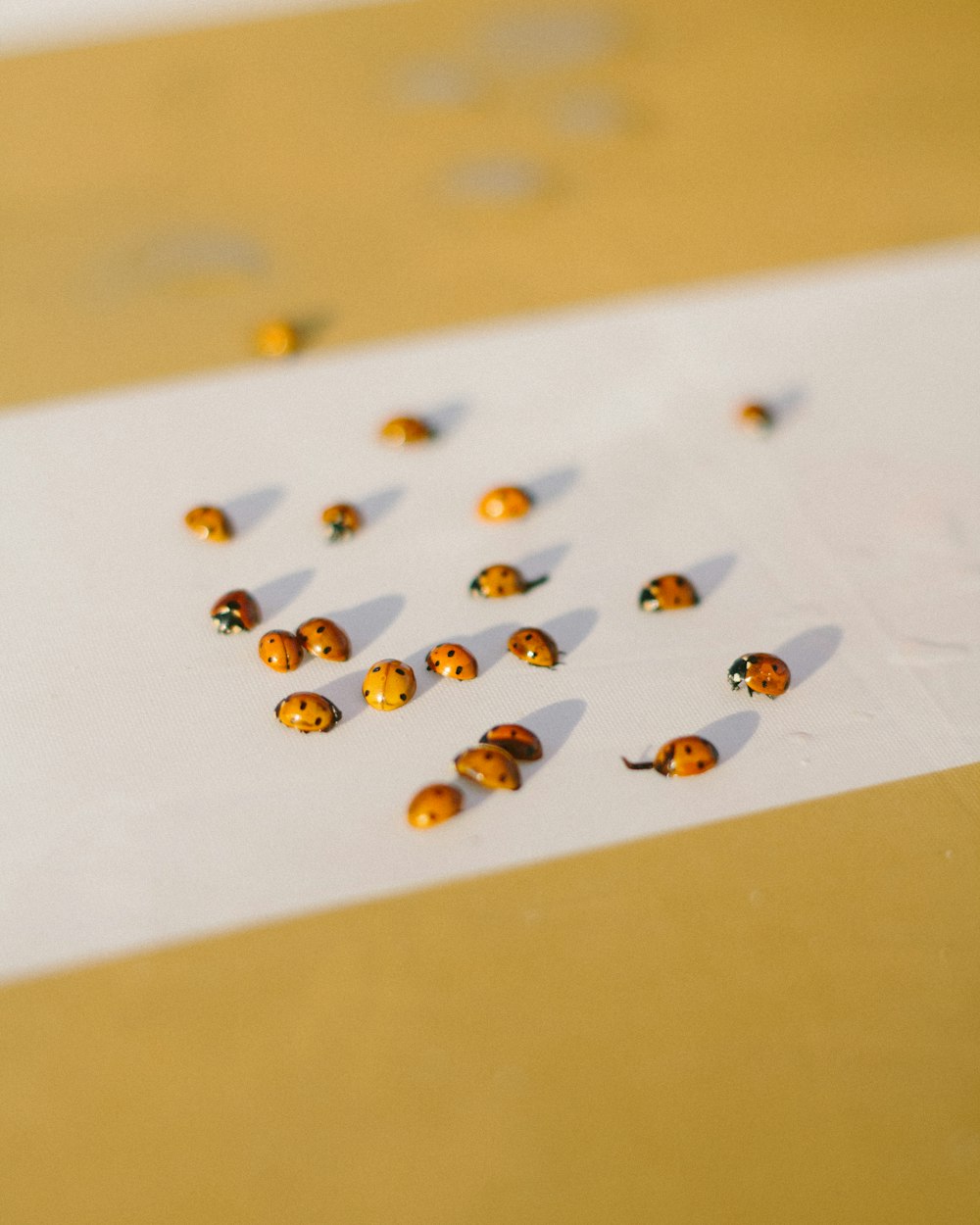 yellow lady bugs on white surface