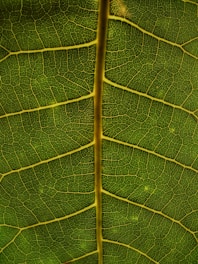 green leaf
