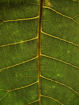 green leaf
