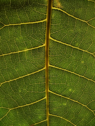 green leaf