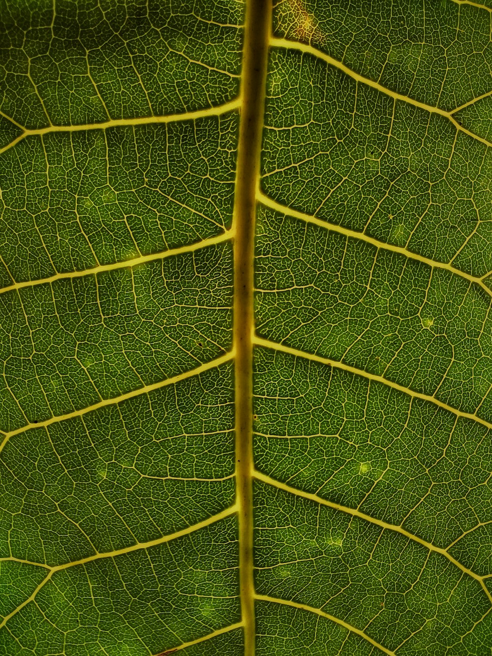 feuille verte