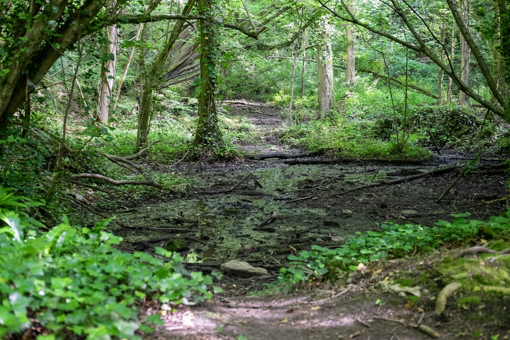 a dirt path in the middle of a forest