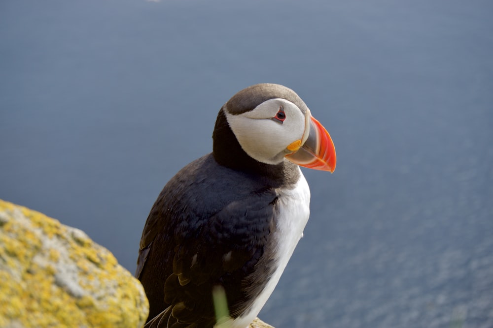 puffin bird in close-up photography