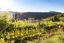 A lush vineyard stretches into the distance, with rows of grapevines neatly aligned under a bright, clear sky. Sunlight casts warm rays over the greenery, creating lens flares. In the background, rolling hills and a mountainside frame the scene, with a tower and a few buildings nestled among the foliage.