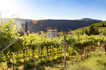 A lush vineyard stretches into the distance, with rows of grapevines neatly aligned under a bright, clear sky. Sunlight casts warm rays over the greenery, creating lens flares. In the background, rolling hills and a mountainside frame the scene, with a tower and a few buildings nestled among the foliage.
