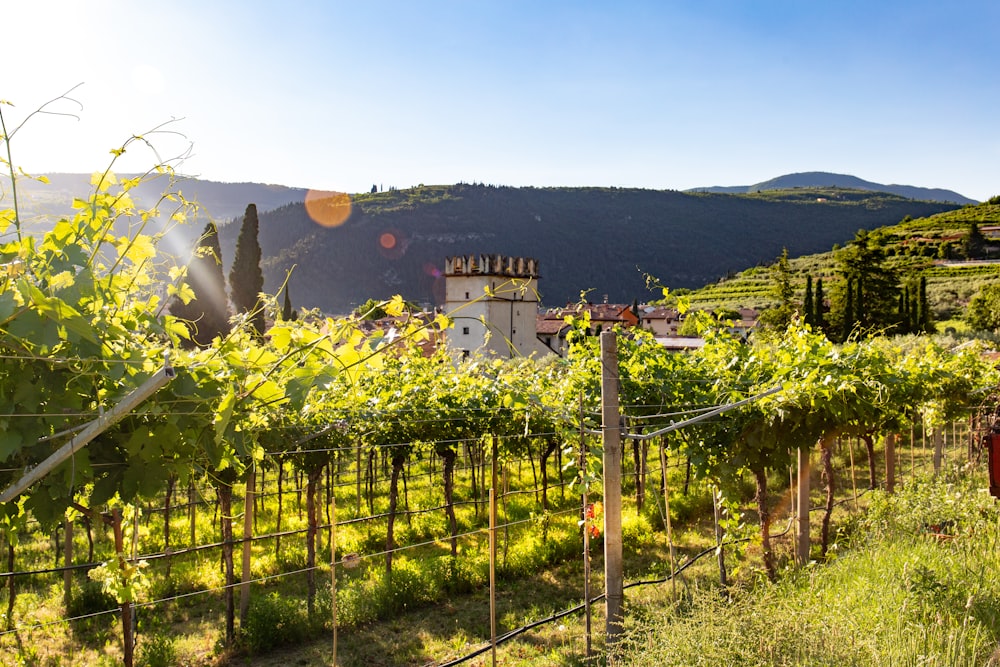 Pflanzenfeld unter blauem Himmel