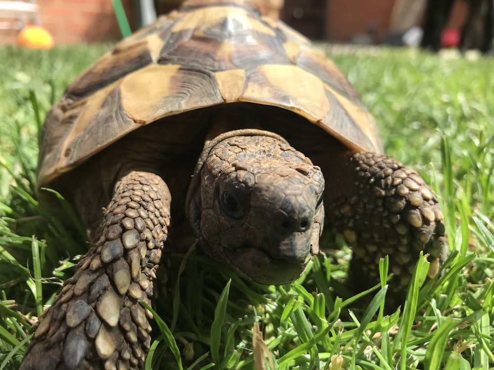 brown and black turtle